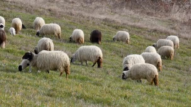 Rebaño Ovejas Con Corderos Pastando Ladera Cubierta Hierba Primavera Animales — Vídeos de Stock