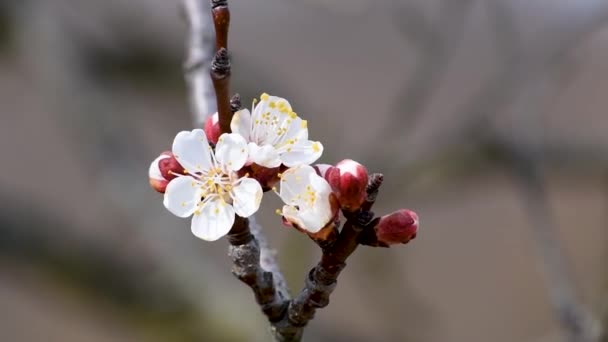 晴れた春の日の間にピンクがかった花弁の花を持つアプリコットの木の小枝の終わり 選択的な焦点のマクロ — ストック動画