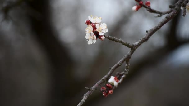 モダンな曇りの春の日の間にピンクがかった花弁の花とアプリコットの木の小枝の閉じる 選択的な焦点のマクロ — ストック動画