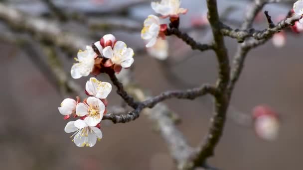 晴れた春の日の間にピンクがかった花弁の花と黄色の花粉を持つアプリコットの木の小枝の終わり 選択的な焦点のマクロフルーツ花序 — ストック動画