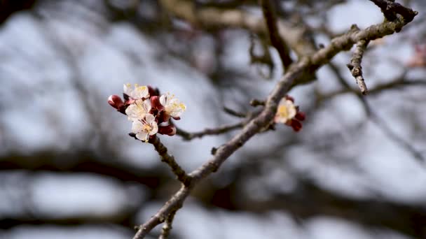 晴れた春の日の間にピンクがかった花弁の花と黄色の花粉を持つアプリコットの木の小枝の終わり 選択的な焦点のマクロフルーツ花序 — ストック動画