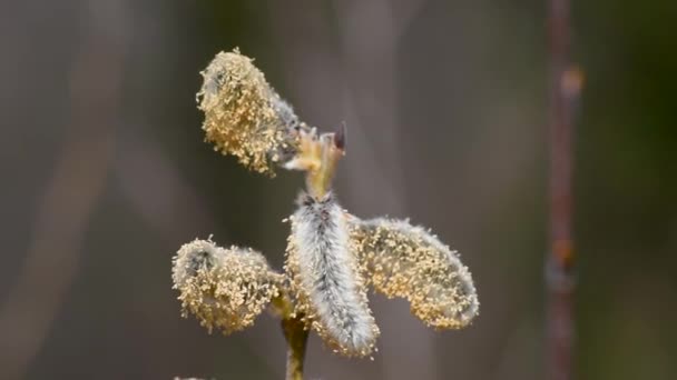 Yaklaş Erkek Söğüt Çiçeği Makrosu Lkbaharda Rüzgarda Sallanıyor Seçici Odaklanma — Stok video