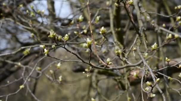 Nahaufnahme Von Jungen Grünen Blättern Auf Quittenzweigen Frühling Die Sonnigen — Stockvideo