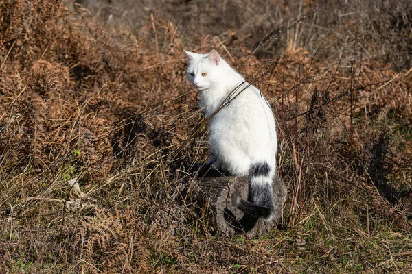 Weiße Katze Von Hinten Auf Baumstamm Sitzend Gegen Trockene Farne — Stockfoto