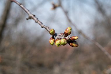 Baharda kiraz yeşili tomurcuklar, çiçek açan kiraz çiçeği dalları.