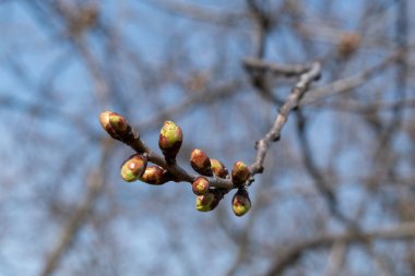 Baharda kiraz yeşili tomurcuklar, çiçek açan kiraz çiçeği dalları.