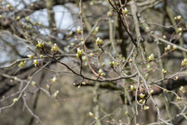 İlkbaharda ayva yaprakları, dal üzerinde genç kıllı yapraklar