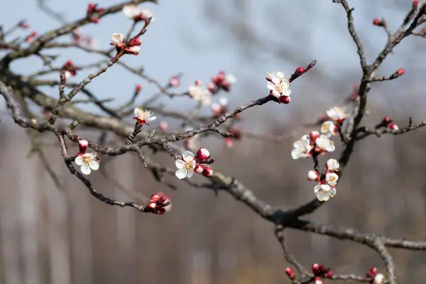 Rama Albaricoque Con Flores Brotes Día Soleado Primavera Nueva Vida — Foto de Stock