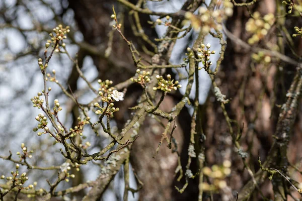 Primo Piano Prugna Ciliegia Prugna Mirobalana Prunus Cerasifera Fiori Albero — Foto Stock