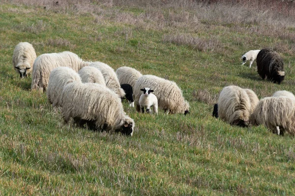 Schafherde Mit Lämmern Weiden Frühjahr Auf Dem Hang Haustiere Auf — Stockfoto