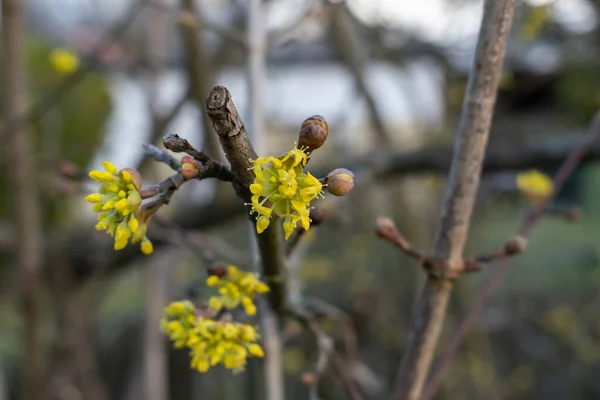 Dogwood Flor Amarilla Rama Durante Día Primavera Enfoque Selectivo — Foto de Stock