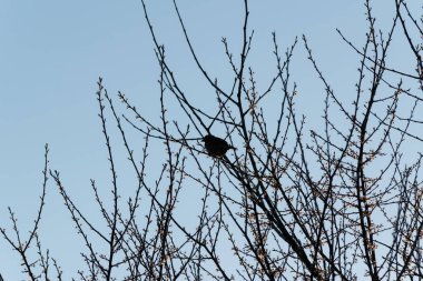 Dal üzerinde dinlenen kuş, yabani serçe silueti ilkbaharda açan meyve ağacının gölgesinde mavi gökyüzüne karşı oturuyor.