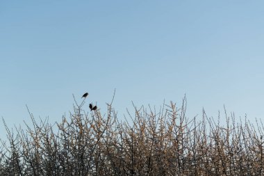 Üç kuş dalların üzerinde dinleniyor, vahşi serçeler baharda açan meyve ağaçlarının tepesinde oturuyor.