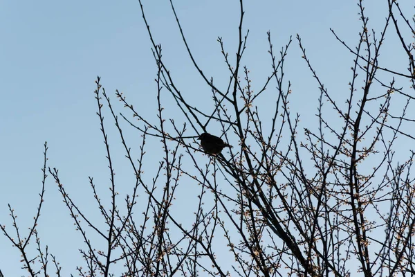 Dal üzerinde dinlenen kuş, yabani serçe silueti ilkbaharda açan meyve ağacının gölgesinde mavi gökyüzüne karşı oturuyor.