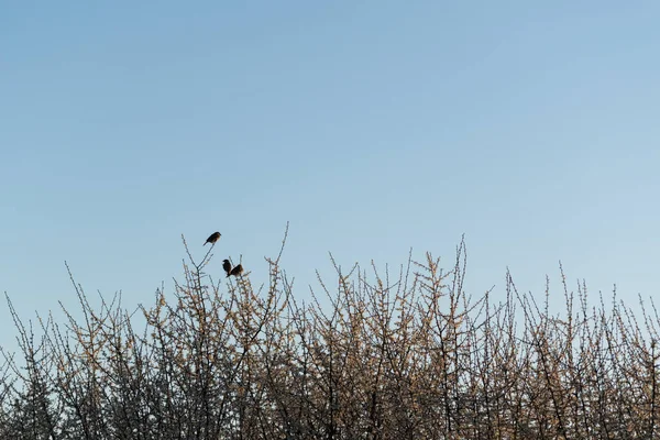 Üç kuş dalların üzerinde dinleniyor, vahşi serçeler baharda açan meyve ağaçlarının tepesinde oturuyor.
