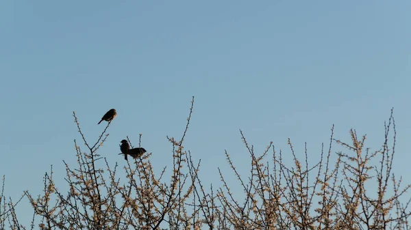 Üç kuş dalların üzerinde dinleniyor, vahşi serçeler baharda açan meyve ağaçlarının tepesinde oturuyor.