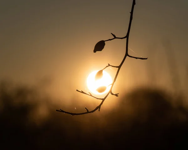 Hagebuttensilhouette Gegen Sonne Alte Verwelkte Hagebutten Ast Gegen Untergehende Sonne — Stockfoto