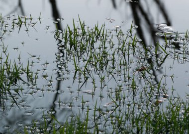 Sel basmış çimenlerin etrafındaki yüzey gerilimi yakın, çimenlerin üzerine su damlıyor.
