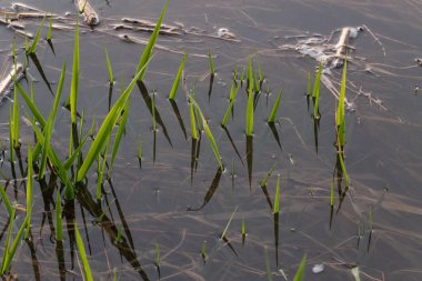 Flooded grass blades and old grass underwater close up, shore detail