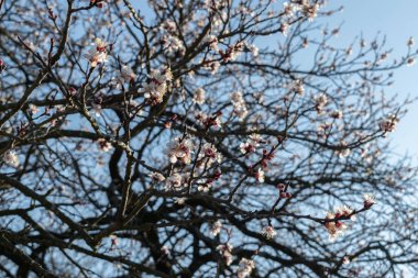 Mavi gökyüzüne karşı çiçek açmış kayısı dalı, güneşli bahar günlerinde pembemsi çiçek açmış.