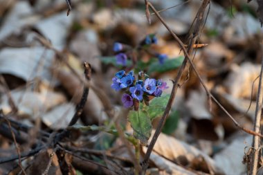 Ormandaki kır çiçekleri, ormandaki ilkbahar çiçekleri