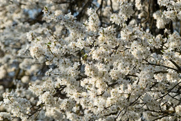 Prune Cerise Fleur Arbre Fruitier Floraison Luxuriante Pendant Journée Ensoleillée — Photo