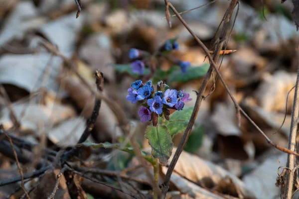 Ormandaki kır çiçekleri, ormandaki ilkbahar çiçekleri