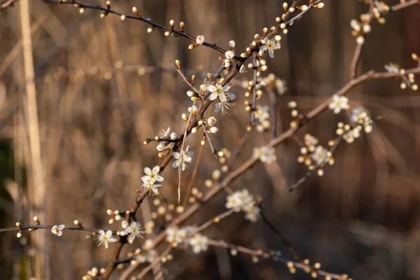 Hawthorn Shrub Flowers Close Floral Plant Thorns Bloom Sunny Spring — Stok fotoğraf