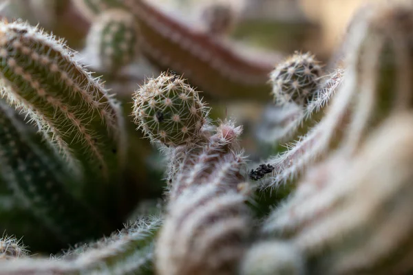 Kulatý Kaktus Ostrými Hroty Zblízka Tropická Rostlina — Stock fotografie