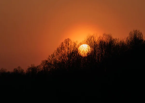 Solnedgång Bakom Skogen Orange Himmel Bladlösa Krontak Silhuetter Tidigt Våren — Stockfoto