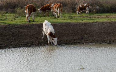 Su birikintisinden su içen inek, beyaz ve turuncu saçlı evcil hayvan ineklerin önünde çiftçilik yapıyor.