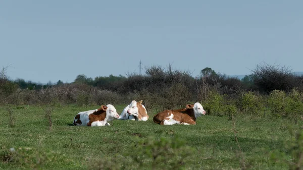 Three Calves Laying Grass Basking Sun Domestic Animals White Orange — Stock Photo, Image