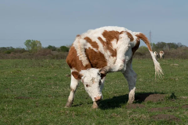 Animal Doméstico Arañando Pasto Vaca Arañando Cabeza Picante Con Pezuña —  Fotos de Stock