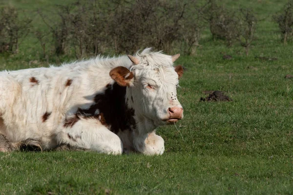 Young cow drooling in field close up, domestic animal laying down in pasture with small horns and saliva drooling