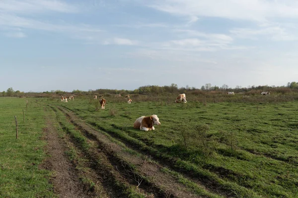 Otlaktaki Inek Sürüsü Güneşli Bir Günde Çiftçilik Yapan Evcil Hayvanlar — Stok fotoğraf