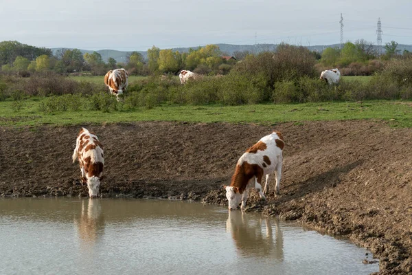 Vacas Sedientas Que Beben Agua Del Abrevadero Suministro Agua Para —  Fotos de Stock