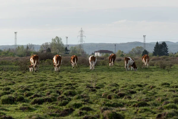 목초지에서 소들의 거리에서 가축을 기르고 소농장 — 스톡 사진