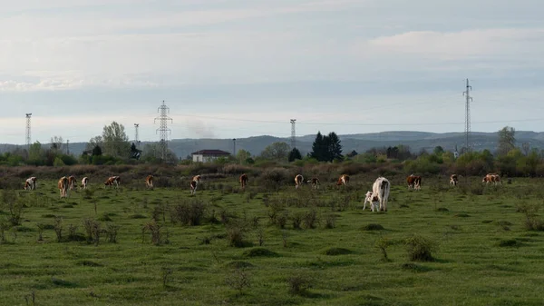 Rebaño Disperso Vacas Que Pastan Pastos Ganadería Campo Libre Durante —  Fotos de Stock