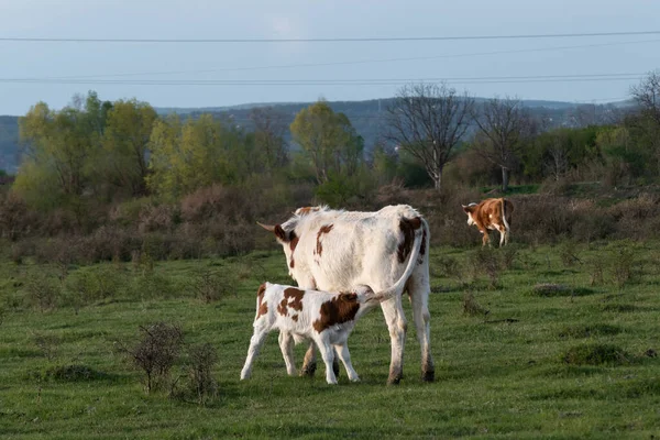 Ternero Está Amamantando Vaca Pasto Cerca Vaca Alimenta Descendencia Aire —  Fotos de Stock