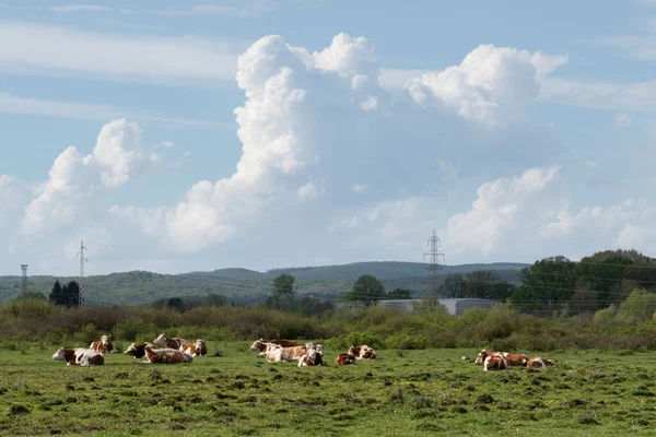 Cows Rest Pasture Cumulonimbus Cloud Cattle Farming Free Range Weather — Stock Photo, Image