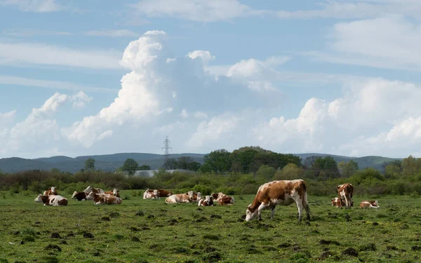 Αγελάδες Αναπαύονται Βοσκότοπους Κατά Του Σωρευτικού Νέφους Εκτροφή Βοοειδών Ελεύθερη — Φωτογραφία Αρχείου