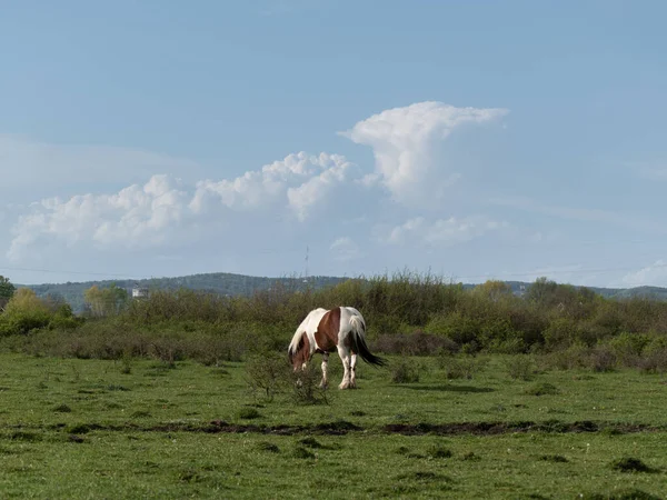 Коні Пасовищі Проти Хмари Кумулонімуса Один Кінь Полі — стокове фото