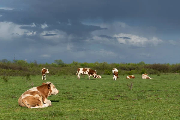 Cows Grazing Resting Pasture Dark Clouds Cattle Farming Free Range — Stock Photo, Image