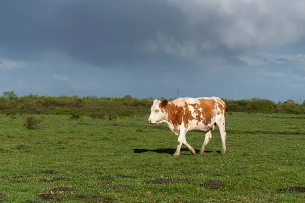 Αγελάδα Περπατά Όλη Βοσκή Κατά Σκούρα Σύννεφα Πορτοκαλί Και Άσπρα — Φωτογραφία Αρχείου