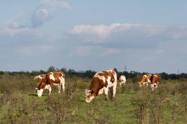 İnekler çalıların arasında otlar, sığırlar baharda ovalarda otlar.