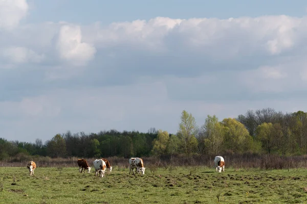 봄에는 소떼가 울퉁불퉁 목장에서 하늘에 커져서 등지고 벌판에서 자유롭게 가축을 — 스톡 사진