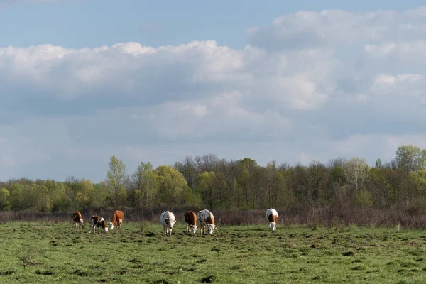 Βοοειδή Βόσκουν Ανώμαλο Βοσκότοπο Την Άνοιξη Κοπάδι Οικόσιτων Αγελάδων Ηλιόλουστο — Φωτογραφία Αρχείου
