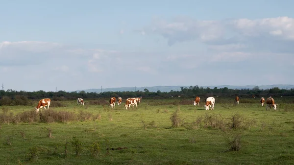 Ganado Pastan Pastos Manchas Solares Rebaño Vacas Domésticas Campos Llanos —  Fotos de Stock