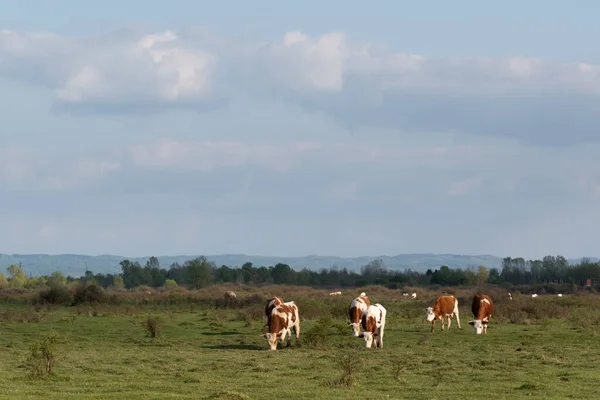 Ganado Pastando Los Pastos Primavera Rebaño Vacas Domésticas Campo Llano —  Fotos de Stock
