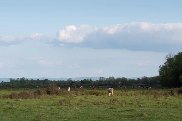 양지에 목초지를 양지에 하늘에 커다랗고 뭉게구름 농장에서 동물들 — 스톡 사진